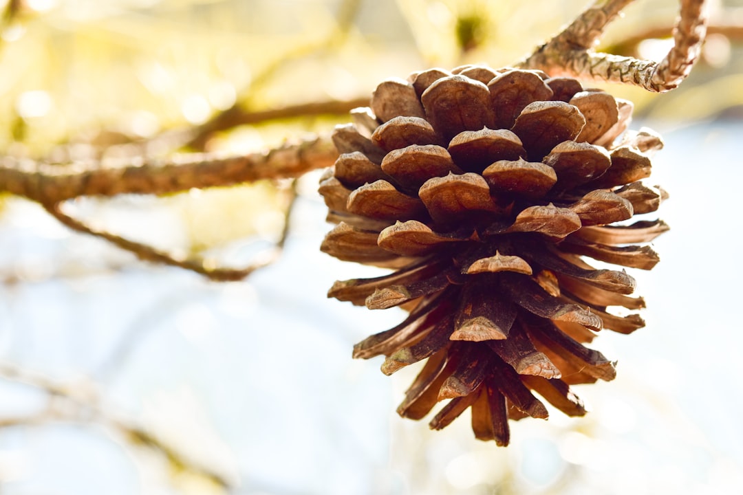 Pinecone index upsert failure after RAG model update