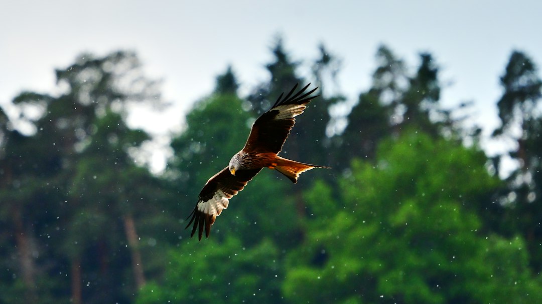 A red kite soars against a green forest